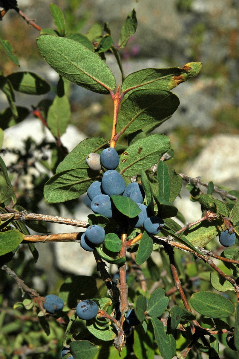 Изображение особи Lonicera stenantha.