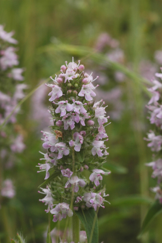 Изображение особи Thymus marschallianus.