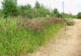 Calamagrostis langsdorffii