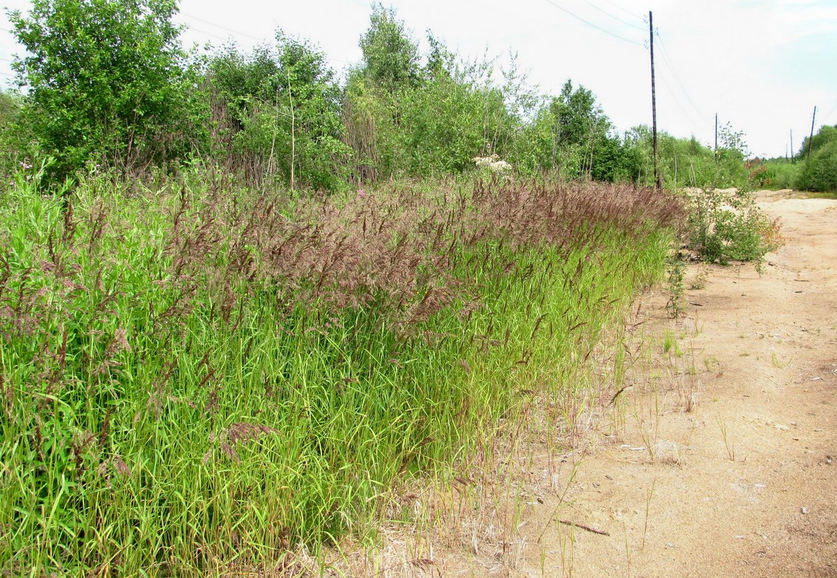 Image of Calamagrostis langsdorffii specimen.