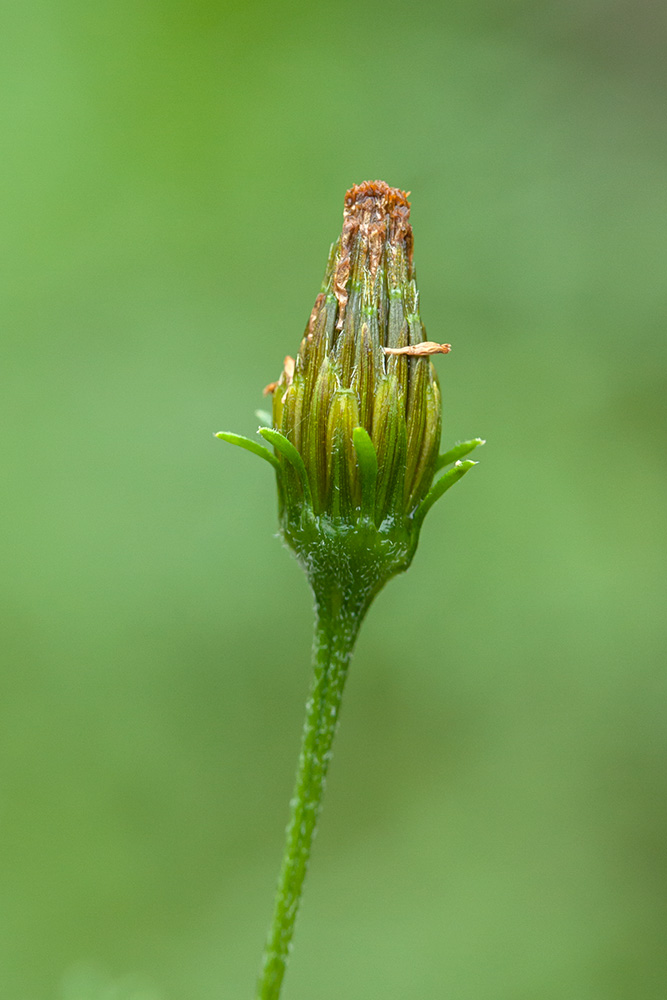 Image of Bidens bipinnata specimen.