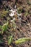 Corydalis ruksansii. Цветущее растение. Южный Казахстан, Угамский хр., ущ. Сазаната, правый гребень ущелья ручья Каржантау, 2300 м н.у.м. 07.05.2014.