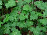 Ranunculus grandiflorus. Прикорневые листья c поражениями грибом рода Entyloma. Краснодарский край, Сочи, окр. Адлера, широколиственный лес. 16.02.2015.