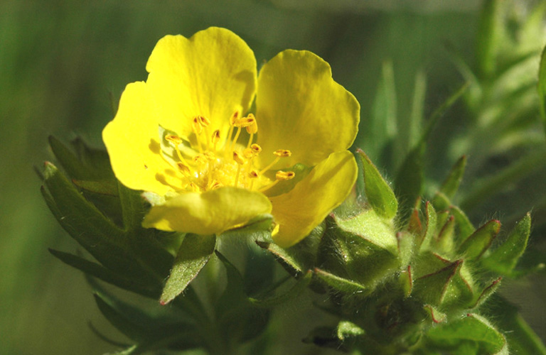 Image of Potentilla soongorica specimen.