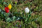 Tulipa suaveolens. Цветущие растения. Крым, Керченский п-ов, окр. оз. Узунлар. 20.04.2015.