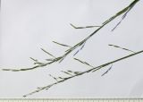 Glyceria notata