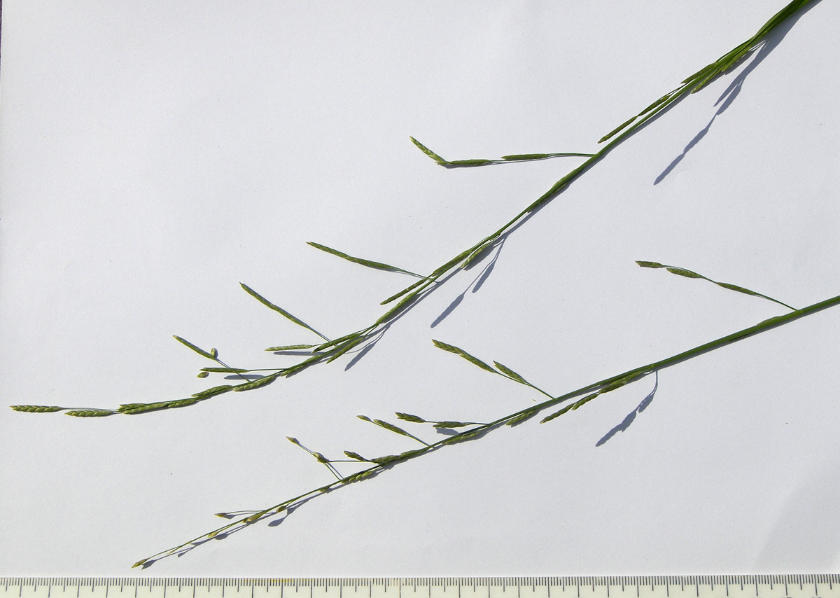 Image of Glyceria notata specimen.