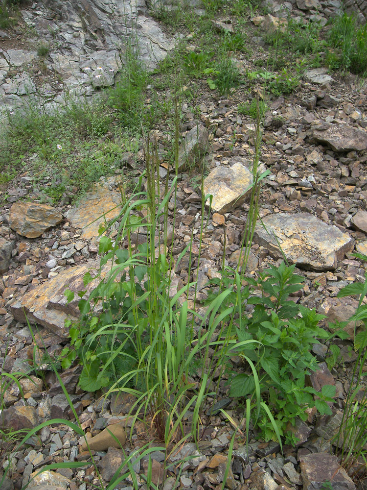 Image of Arrhenatherum elatius specimen.