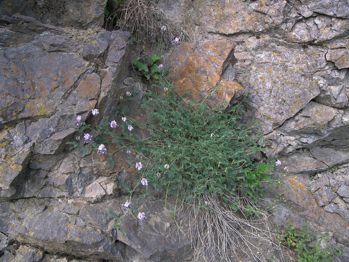 Изображение особи Astragalus captiosus.