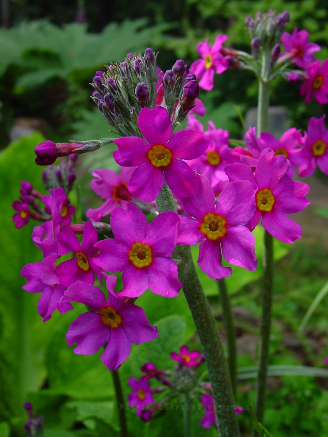 Изображение особи Primula beesiana.