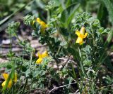 Caragana mollis