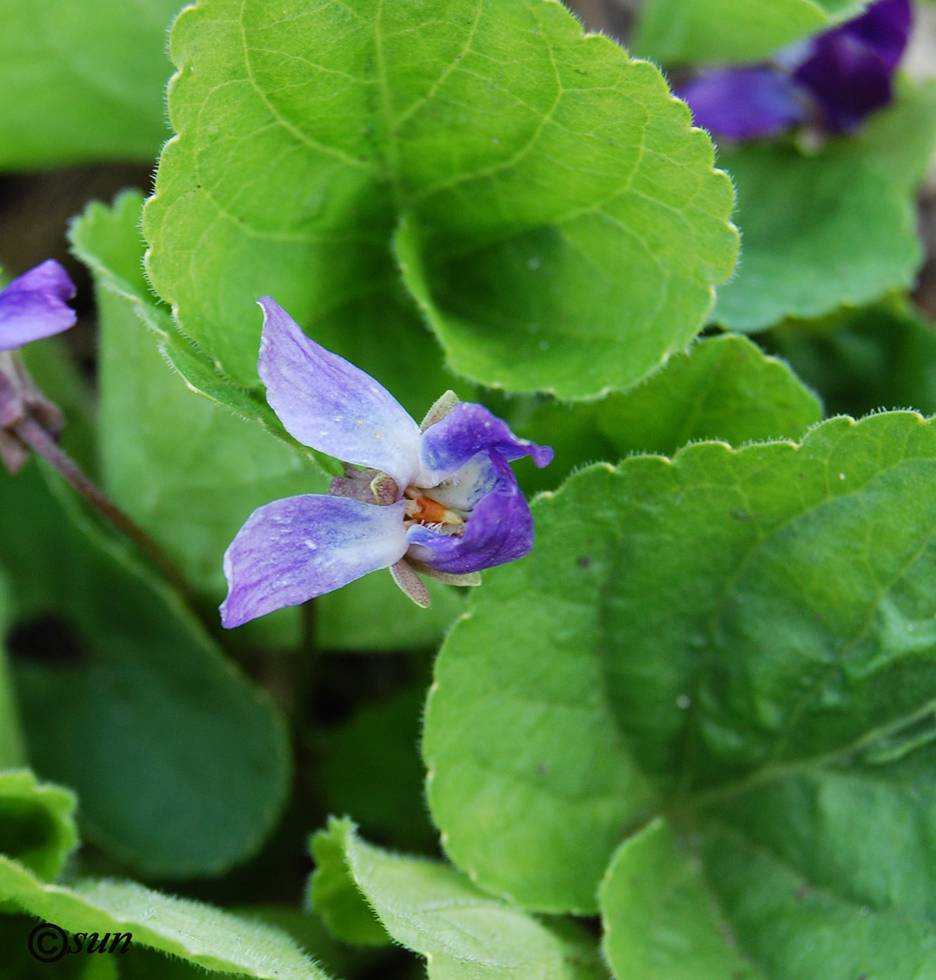 Изображение особи род Viola.