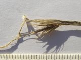 Hordeum geniculatum