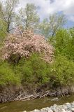 Malus sieversii