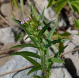 Collomia linearis. Верхушка цветущего растения. Татарстан, Бавлинский р-н, сухое русло. 27.06.2015.