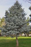 Picea form glauca