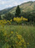 Peucedanum morisonii
