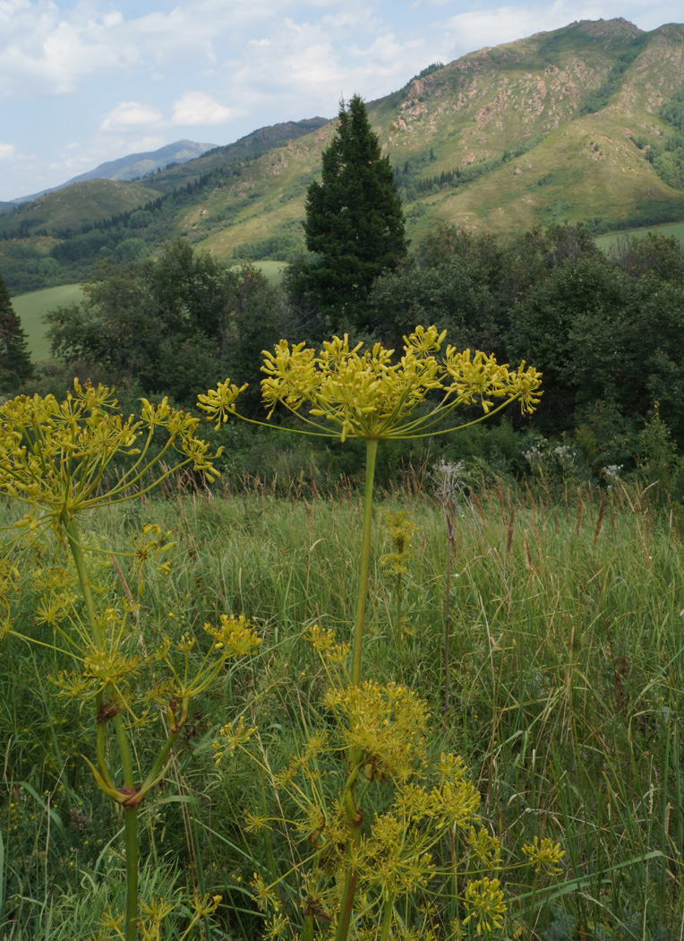 Изображение особи Peucedanum morisonii.