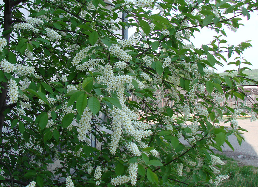 Изображение особи Padus avium ssp. pubescens.