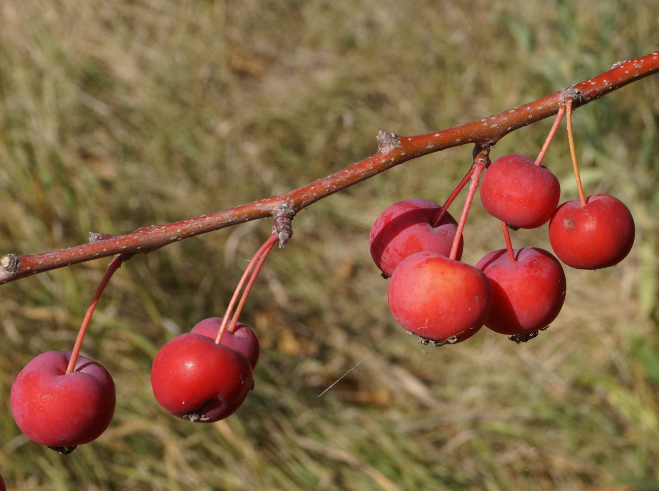 Изображение особи Malus domestica ssp. cerasifera.