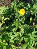 Rudbeckia laciniata var. hortensia