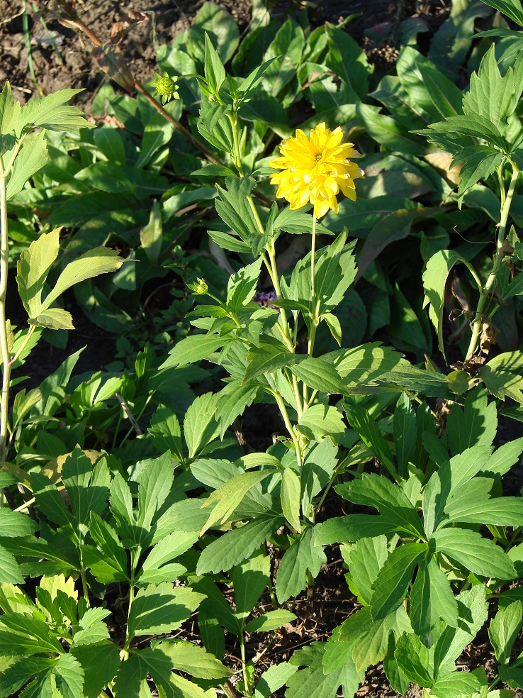 Image of Rudbeckia laciniata var. hortensia specimen.