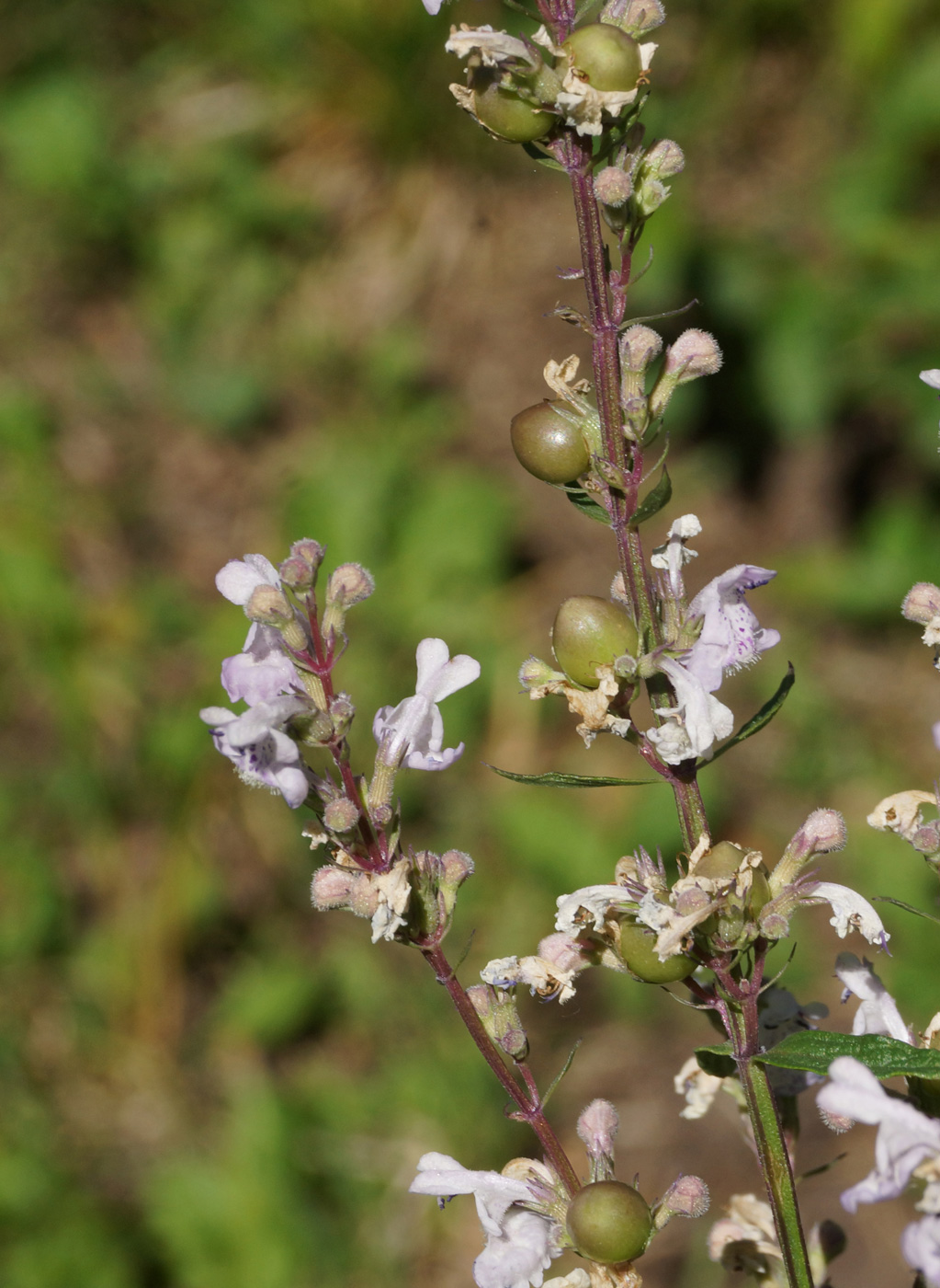 Image of Nepeta nuda specimen.