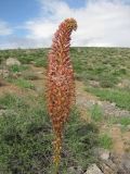 Eremurus regelii. Соцветие с повреждённой верхушкой. Казахстан, Сырдарьинский Каратау, Каратауский заповедник, бас. р. Кантаги. 30.04.2013.