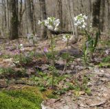 Cardamine tenera