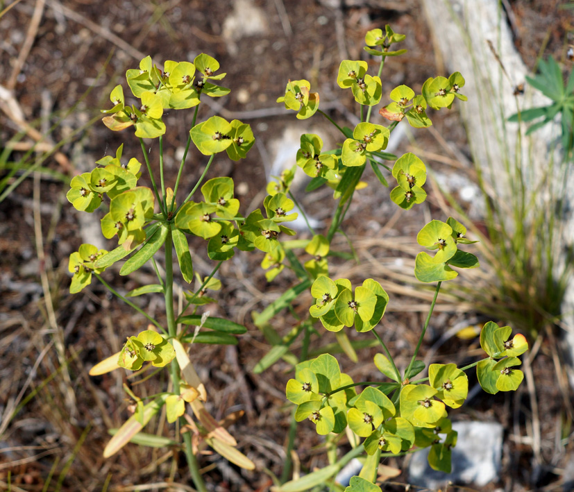 Image of Euphorbia esula specimen.