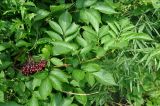 Sambucus williamsii