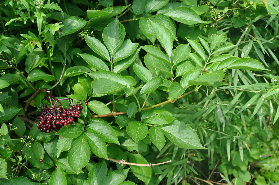 Image of Sambucus williamsii specimen.
