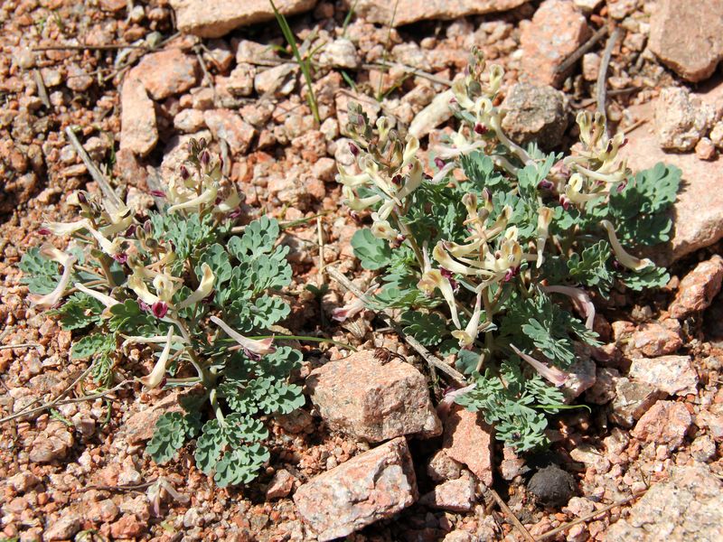 Image of Corydalis darwasica specimen.