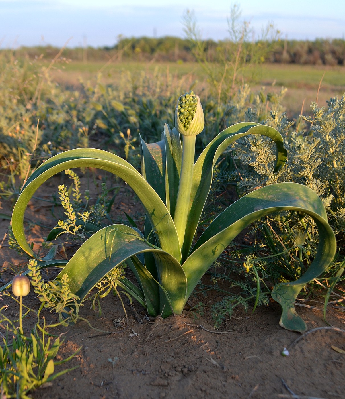 Изображение особи Allium caspium.