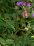 Lilium pilosiusculum. Верхушка растения с бутонами. Свердловская обл., окр. г. Североуральск, травяно-моховой сосняк с елью на известняках. 25.06.2006.
