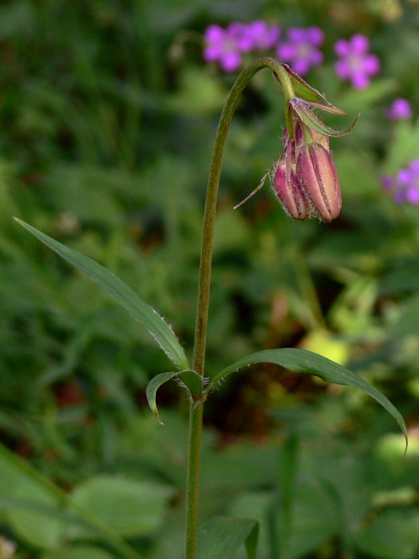 Image of Lilium pilosiusculum specimen.
