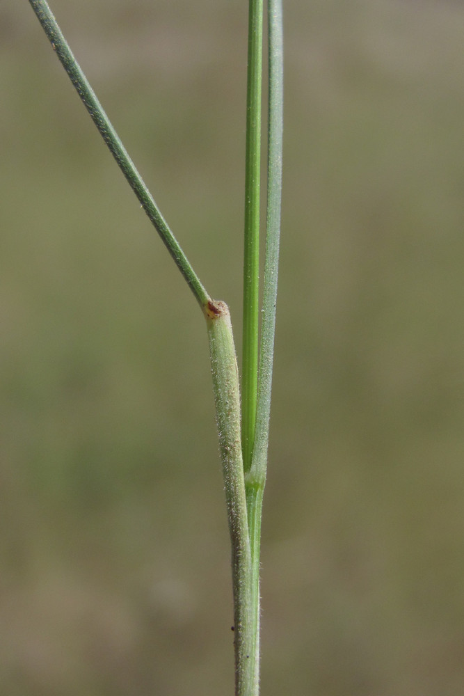 Изображение особи Stipa ucrainica.