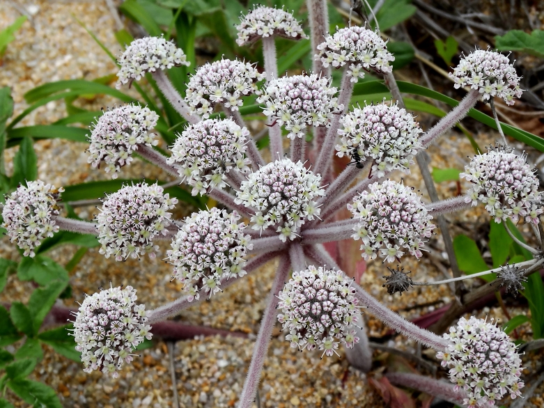 Image of Glehnia litoralis specimen.