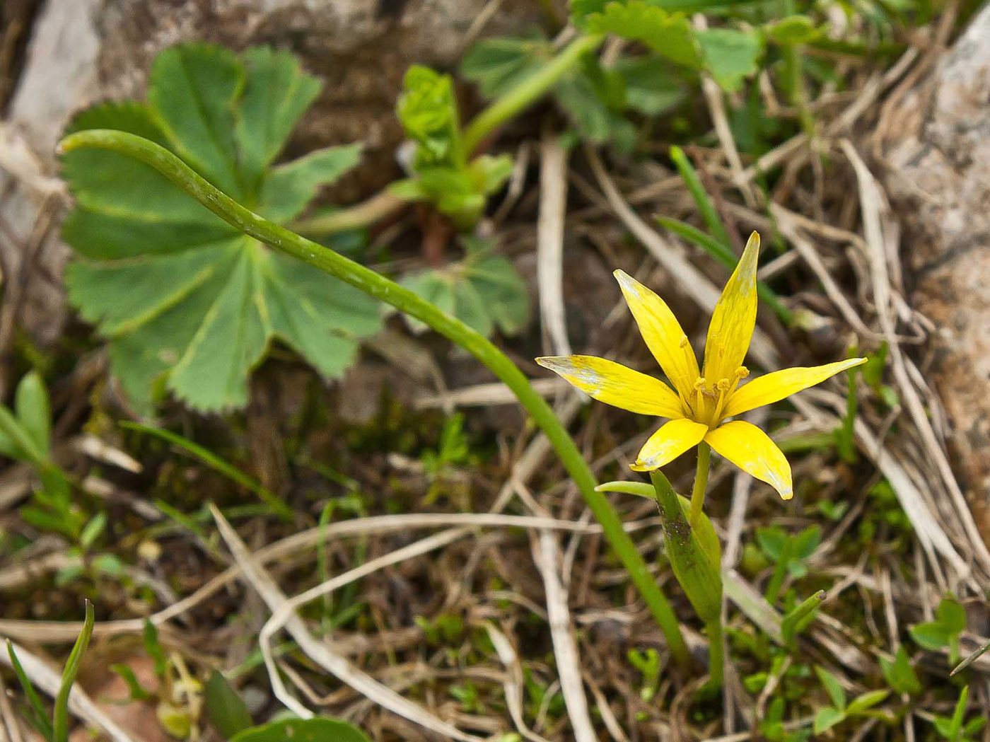 Image of genus Gagea specimen.