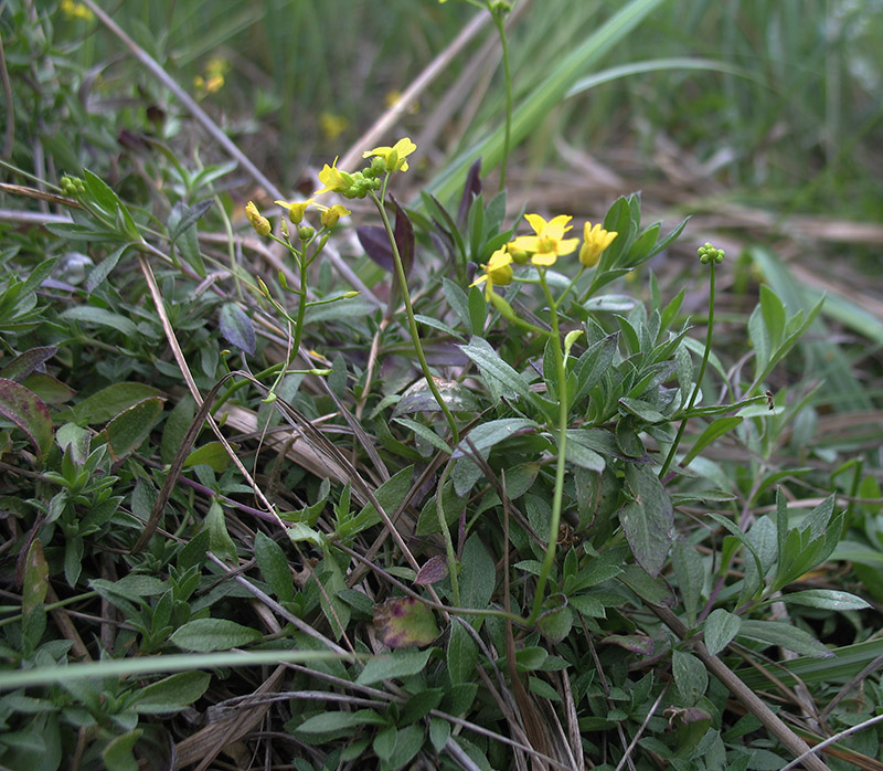 Image of Draba sibirica specimen.