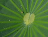 Nelumbo caspica