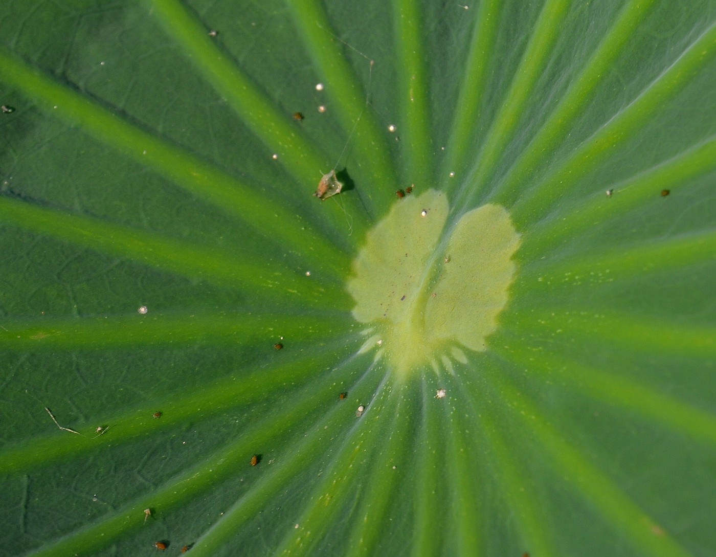 Image of Nelumbo caspica specimen.