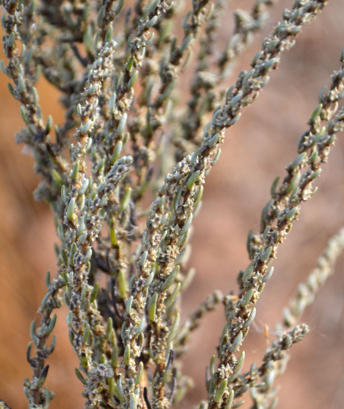 Image of Sedobassia sedoides specimen.