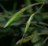 Ruellia simplex