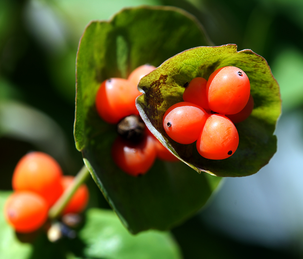 Изображение особи Lonicera caprifolium.