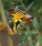 Image of taxon representative. Author is Сергей Наумов