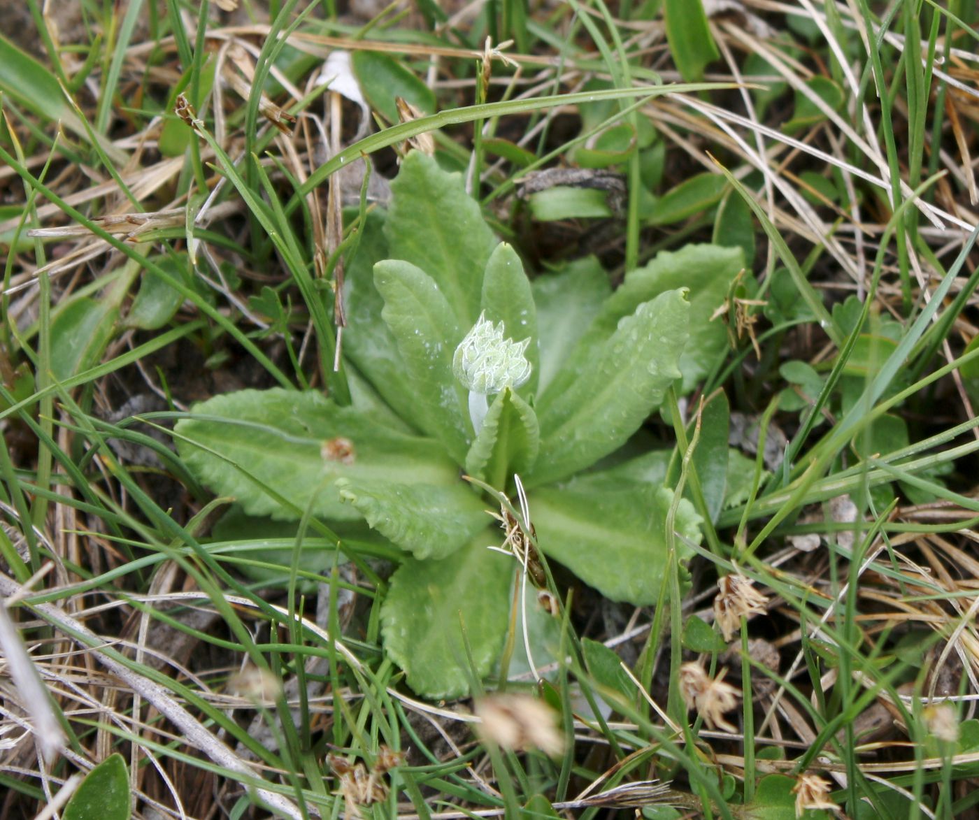 Изображение особи Primula serrata.