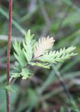 Potentilla conferta. Стеблевой лист. Алтай, окр. пос. Манжерок, закустаренный луг на берегу р. Катунь. 23.08.2009.