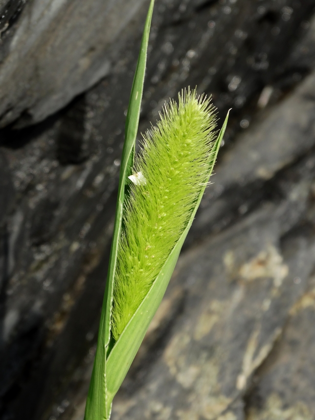 Image of Setaria pachystachys specimen.