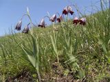 Fritillaria caucasica